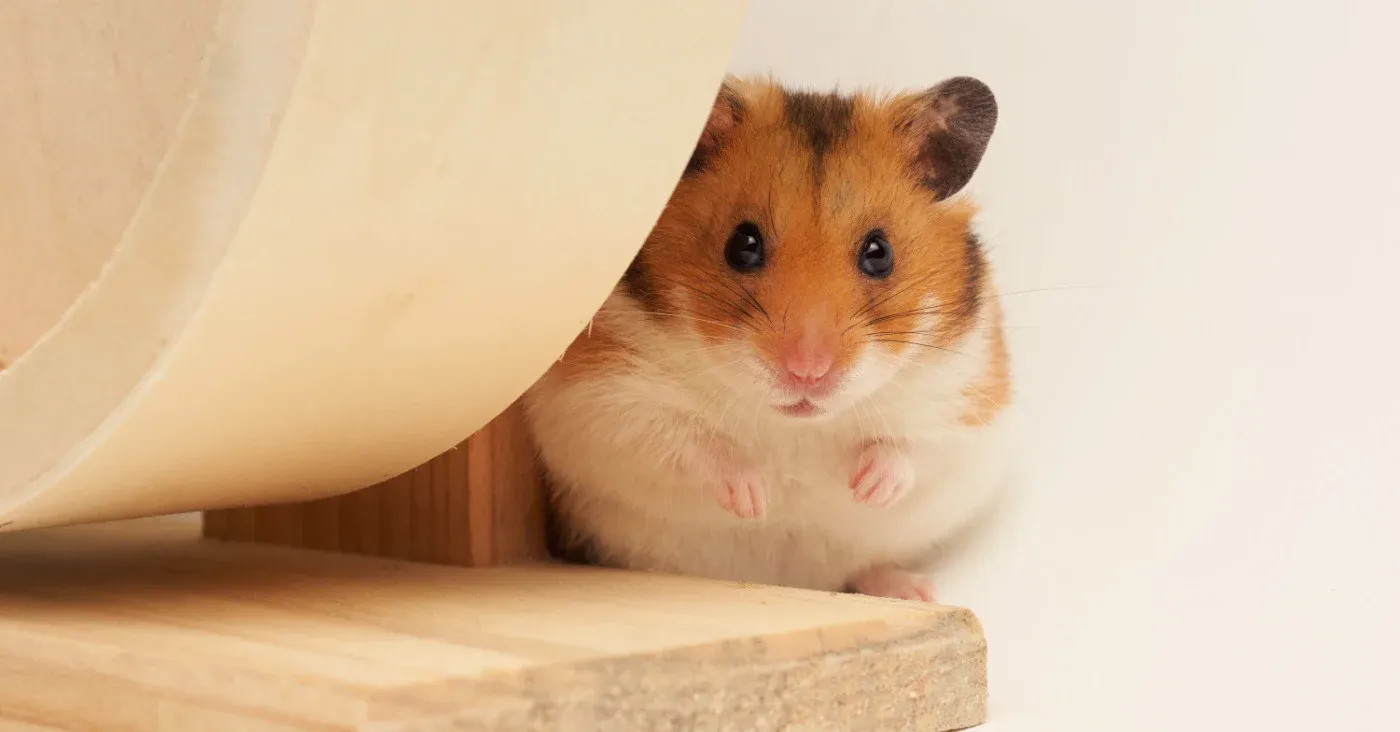 cute hamster