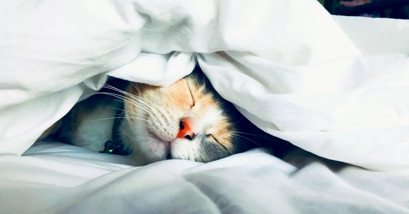 cat snuggled under covers in bed