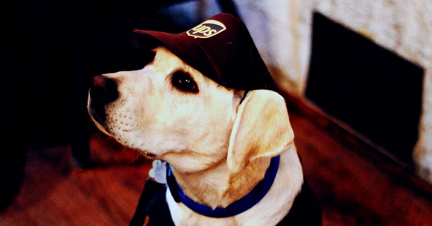 dog wearing ups hat